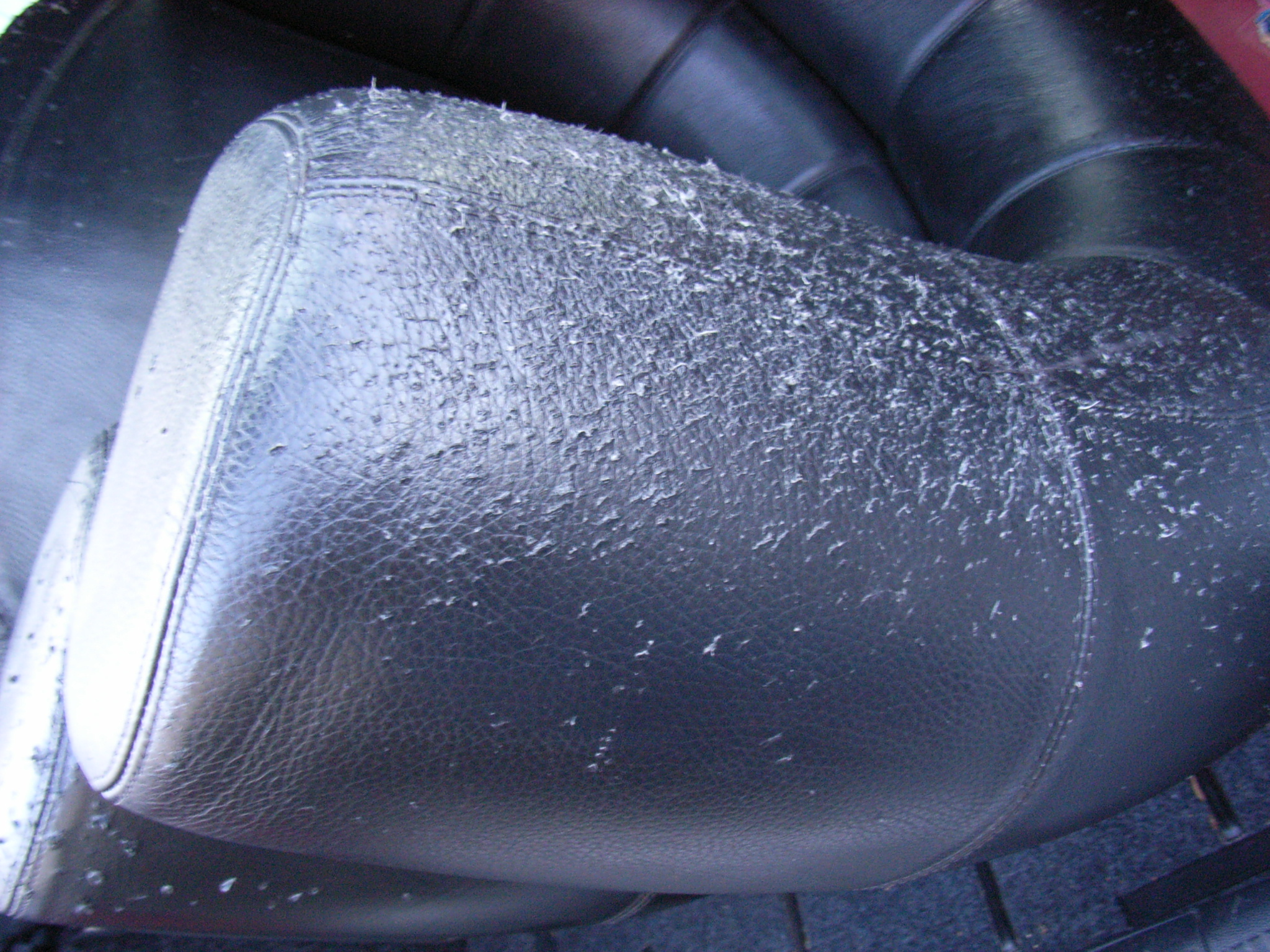 How To Repair Cat Scratches On Leather Colourlock Australia
