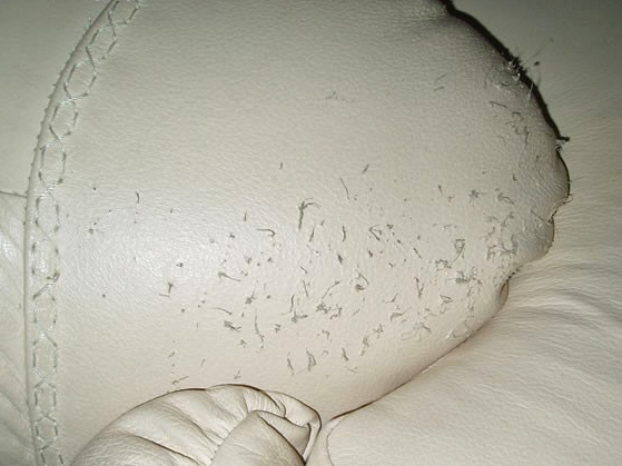 How To Repair Cat Scratches On Leather Colourlock Australia - How To Fix Cat Scratches On White Leather Couch How To Repair Cat Scratches On Leather Colourlock Australia - How To Fix Cat Scratches On White Leather Couch